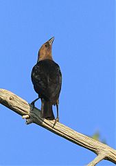 Brown-headed Cowbird